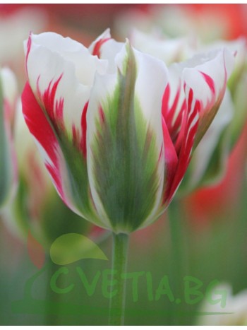  Лале (Tulipa 'Flaming Springgreen') T50